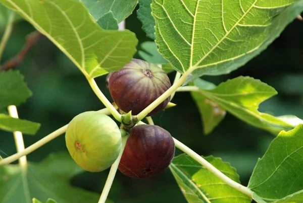 P R Dry Fruits
